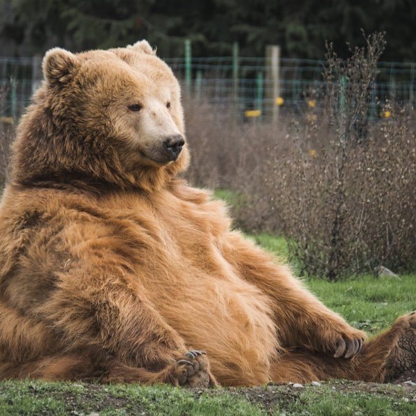 Atlas - Andean Spectacled Bear