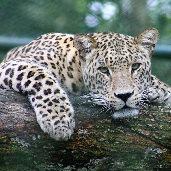 Jasper - Clouded Leopard