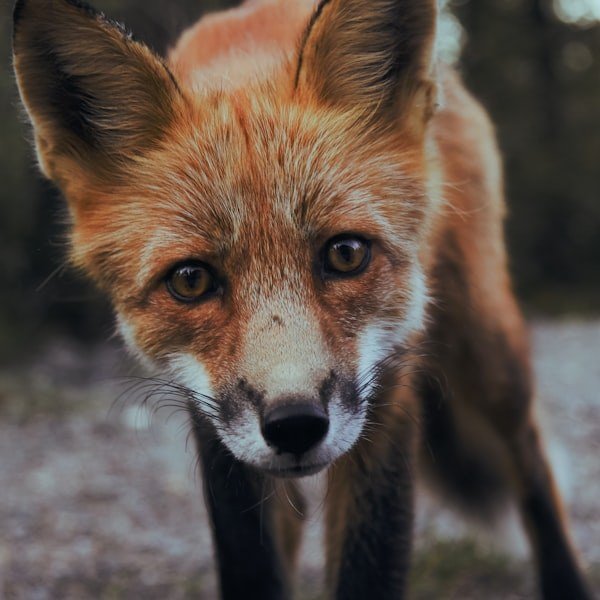 Willow - Fennec Fox